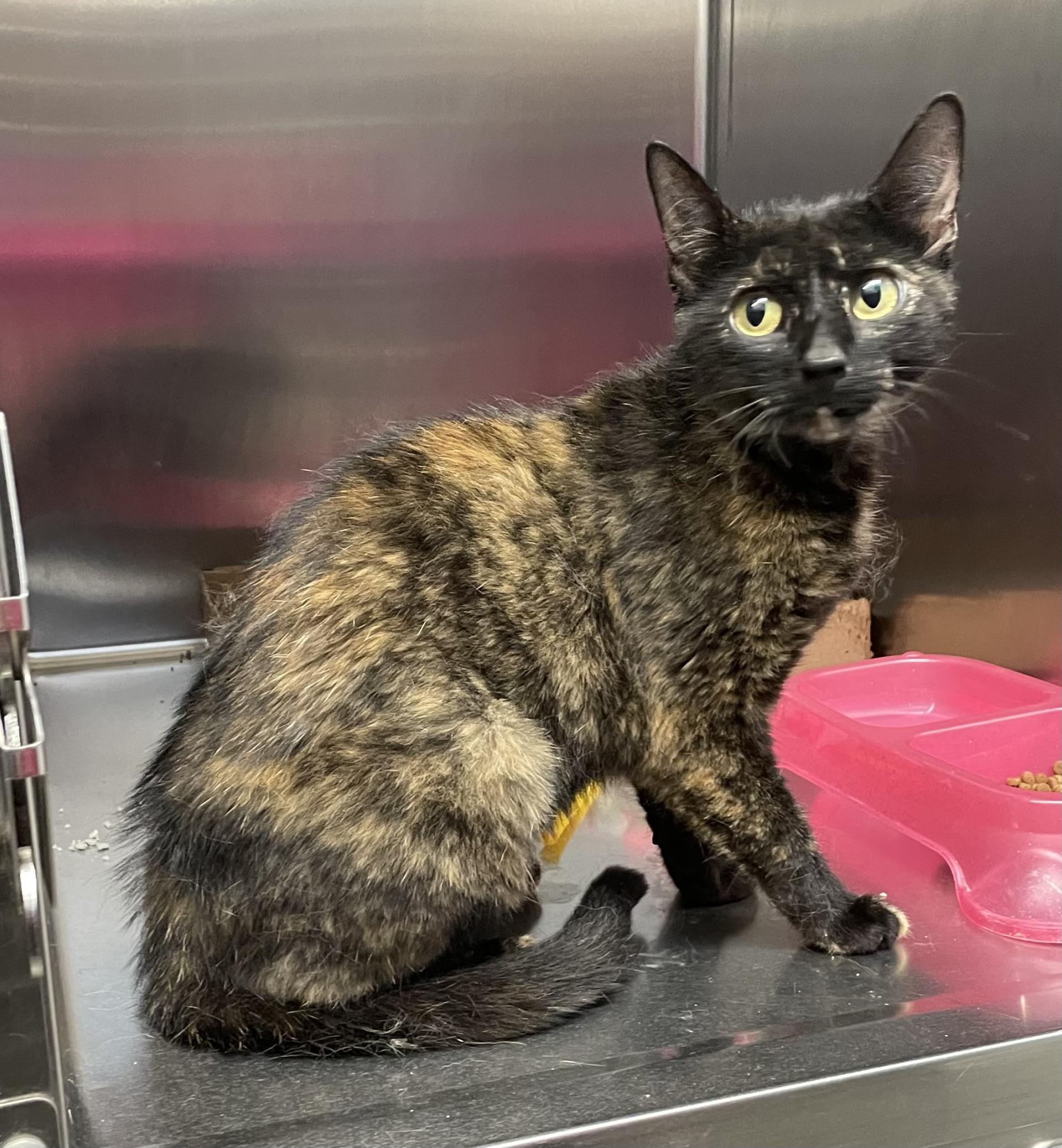 Female Tortie Found Near 175th/Waverly