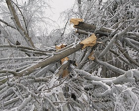 Tree damage pic Cropped