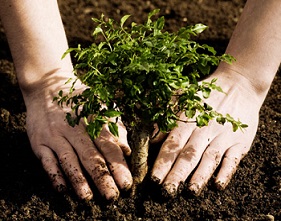 planting tree pic cropped