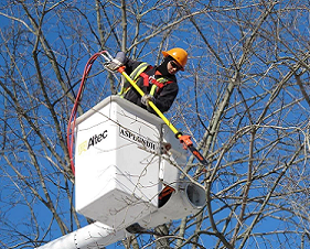 Tree trimming image-thumbnail